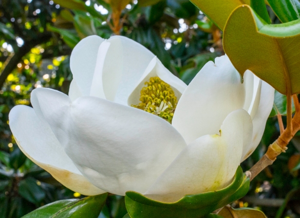 Magnolia in Botany Woods-66